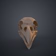 Canis_Lupus_3Demon.585-kopie.jpg Realistic Animal Skull Collection