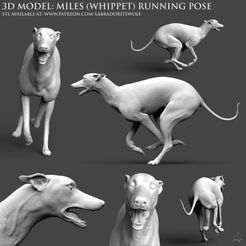 Miles-whippet-running-patreon-release.jpg Поза бега Майлза (уиппета)
