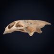 Textured-cults___0002.jpg Realistic Turtle Skull 3D Printable Model