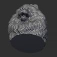4.jpg Pomeranian head