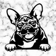 Sin-título.jpg french bulldog dog wall decoration wall mural picture pet dog deco wall house realistic Pet