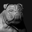 04.jpg Bulldog model 3D print model