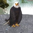 01.jpg Eagle Eagle - DOWNLOAD Eagle 3d Model - Animated for Blender-Fbx-Unity-Maya-Unreal-C4d-3ds Max - 3D Printing Eagle Eagle BIRD - DINOSAUR - POKÉMON - PREDATOR - SKY - MONSTER