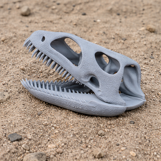 Cryptosaurus Skull