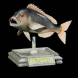 Dentex-trophy-67.png fish Common dentex / dentex dentex trophy statue detailed texture for 3d printing