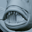 Dentex-head-trophy-44.png fish head trophy Common dentex / dentex dentex open mouth statue detailed texture for 3d printing