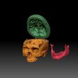 03.jpg Anatomically Correct Human Skull - Homo Sapiens Sapiens