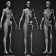 Female-Human-Skeleton-3D-Model-sculpted-by-Yacine-BRINIS-003.jpg Highly Detailed Human Skeleton (Female)
