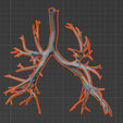 24.png 3D Model of Cardiovascular System, Thorax and Abdomen