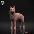 Australian-Cattle-Dog-Pose-02-Dog-3D-Print-9s.jpeg Australian Cattle Dog 3D Print Model Pose 02