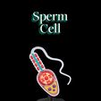 Sperm-Cell-thumb.jpg Sperm Cell