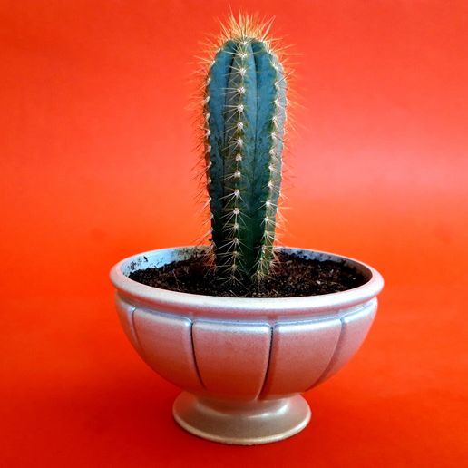 20200521_152902.jpg Dorischer Blumentopf