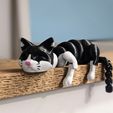 Chat paresseux