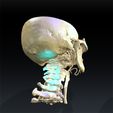 6.jpg SKULL THROAT ANATOMY Human Skeleton BONES NECK DK