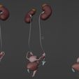 4.jpg 3D Model of Female Reproductive and Urinary System