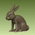 3.jpg Little Rabbit