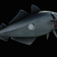 coalfish-open-mouth-statue-box-28.png COALFISH / POLLACHIUS VIRENS trophy with storage space for 3d printing