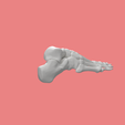 15.png SKELETON OF THE RIGHT FOOT 3D SEGMENTED