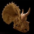 Triceratops_juv02.jpg Triceratops juvenile: Dinosaur Skull