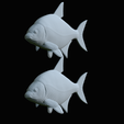 Bream-fish-24.png fish Common bream / Abramis brama solo model detailed texture for 3d printing