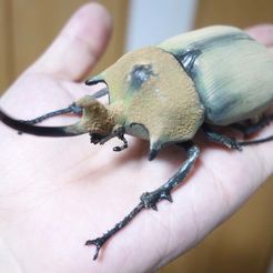 DSC04773R.jpg Elephant beetle (Megasoma Elephas)