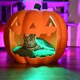 DSC_1440.jpg Giant Jack O Lantern Pumpkin Pet Bed