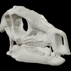screenshot019_.png Heterodontosaurus skull - Dinosaur Skull