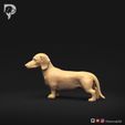 Dachshund-Miniature-Smooth-Haired-Pose-03-Dog-3D-Print-8s.jpeg Teckel miniature à poil lisse Pose 03