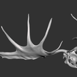 2023-01-06.png Megaloceros Deer skull