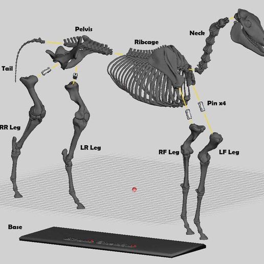 HorSkel_Exploded.jpg Esqueleto de cavalo