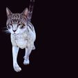3.jpg CAT - DOWNLOAD CAT 3d model - animated for blender-fbx-unity-maya-unreal-c4d-3ds max - 3D printing CAT CAT - POKÉMON - FELINE - LION - TIGER