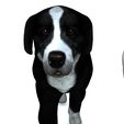 0011.jpg DOG DOG - DOWNLOAD Sheepdog 3d model - CANINE PET GUARDIAN WOLF HOUSE HOME GARDEN POLICE 3D printing DOG DOG