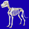 Anatomical-Canine-Skeleton.png Анатомический скелет собаки