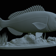 Dentex-statue-1-36.png fish Common dentex / dentex dentex statue underwater detailed texture for 3d printing