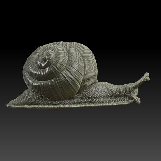 Snail 3D Model 3D model