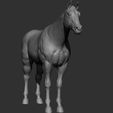 12.jpg Horse Breeds Collection