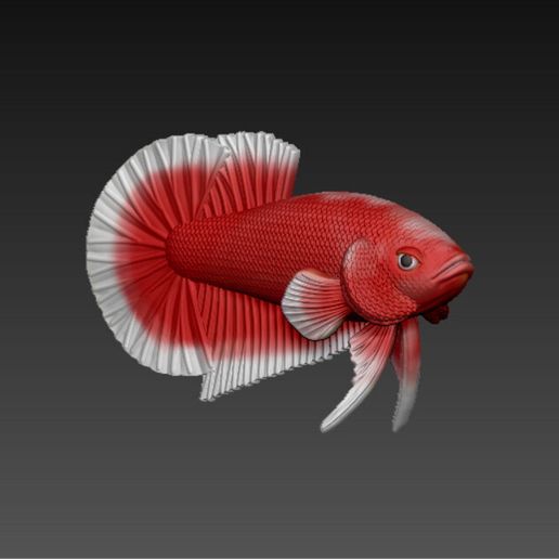 z5494960172197_c0f187583294c630b0d7d92b5fd3b0b8.jpg Betta Fish V3 - Ready For 3D Printing