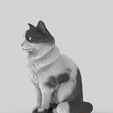 gato-42.jpg Realistic Mongrel Cat