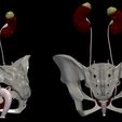 3.jpg 3D Model of Female Reproductive, Urinary System, Hip and Sacrum