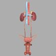 genito-urinary-tract-male-3d-model-3d-model-blend-25.jpg Genito-urinary tract male 3D model 3D model