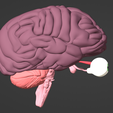 3.png 3D Model of Brain, Brain Stem and Eyes