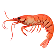 Shrimp-3.png Stylized Shrimp