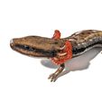 PXL_20231121_000158258-01-scaled.jpg Mudpuppy (Necturus maculosus)