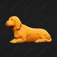 921-Basset_Fauve_de_Bretagne_Pose_08.jpg Basset Fauve de Bretagne Dog 3D Print Model Pose 08