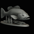 Peacock-Bass-statue-1-3-21.png FISH in motion Peacock bass (Cichla ocellaris) fish natural base detailed texture for 3d printing