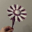 4.jpg Daisy - Flat flower