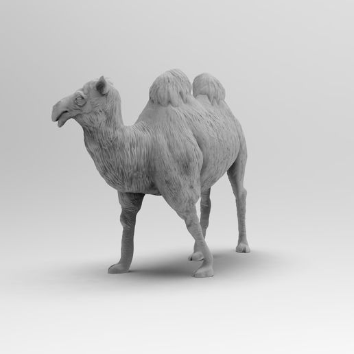untl.81642.jpg Camel Bactrian #2