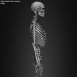 Female-Human-Skeleton-3D-Model-sculpted-by-Yacine-BRINIS-026.jpg Highly Detailed Human Skeleton (Female)