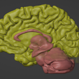01.png 3D Model of Brain