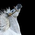 HerMajesty_Photo.jpg Her Majesty - Arabian Horse